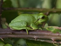 Hyla arborea 83, Boomkikker, Saxifraga-Willem van Kruijsbergen