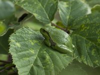 Hyla arborea 86, Boomkikker, Saxifraga-Willem van Kruijsbergen