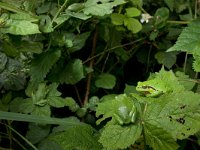 Hyla arborea 88, Boomkikker, Saxifraga-Jelmer Reyntjes  Boomkikker - Hyla arborea : Hyla arborea, amfibie, boom, boomkikker, boomkikkers, braam, braamstruik, bramen, kikker, struiken, zonnen