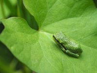 Hyla arborea 90, Boomkikker, Saxifraga-Hans Dekker