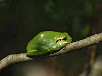 Hyla arborea 92, Boomkikker, Saxifraga-Hans Dekker