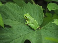 Hyla arborea 96, Boomkikker, Saxifraga-Hans Dekker