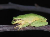 Hyla meridionalis 3, Mediterrane boomkikker, Saxifraga-Edo van Uchelen