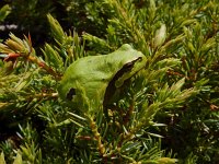 Hyla molleri 3, Iberische boomkikker, Saxifraga-Ed Stikvoort