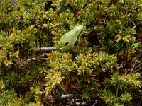 Hyla molleri 4, Iberische boomkikker, Saxifraga-Ed Stikvoort