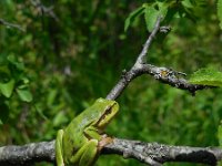 Hyla orientalis 4, Oostelijke boomkikker, Saxifraga-Ed Stikvoort