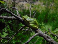 Hyla orientalis 5, Oostelijke boomkikker, Saxifraga-Ed Stikvoort