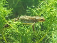 Ichthyosaura alpestris 10, female, Alpenwatersalamander, Saxifraga-Kees Marijnissen