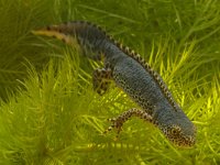 Ichthyosaura alpestris 2, Alpenwatersalamander, Saxifraga-Kees Marijnissen