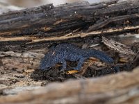 Ichthyosaura alpestris 28, Alpenwatersalamander, Saxifraga-Luuk Vermeer