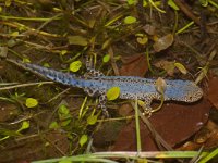 Ichthyosaura alpestris 3, Alpenwatersalamander, Saxifraga-Kees Marijnissen