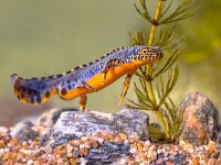 Alpine newt aquatic animal swimming in freshwater habitat  Alpine newt (Ichthyosaura alpestris) colorful male aquatic amphibian swimming in freshwater habitat of pond. Underwater wildlife scene of animal in nature of Europe. Netherlands. : Triturus, alpestris, alpine, alpine newt, amphibian, animal, aquarium, aquatic, background, beautiful, biology, close, closeup, color, colorful, colourful, conservation, dive, endangered, europe, european, eye, fauna, freshwater, garden pond, germany, horizontal, ichthyosaura, lizard, macro, mesotriton, natural, nature, newt, orange, outdoor, pond, red, salamander, species, swimming, underwater, water, wild, wilderness, wildlife