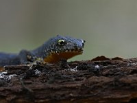 Ichthyosaura alpestris 34, Alpenwatersalamander, Saxifraga-Luuk Vermeer