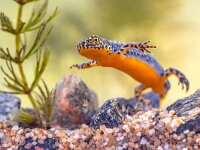 Alpine newt aquatic animal swimming in freshwater habitat  Alpine newt (Ichthyosaura alpestris) colorful male aquatic amphibian swimming in freshwater habitat of pond. Underwater wildlife scene of animal in nature of Europe. Netherlands. : Triturus, alpestris, alpine, alpine newt, amphibian, animal, aquarium, aquatic, background, beautiful, biology, close, closeup, color, colorful, colourful, conservation, dive, endangered, europe, european, eye, fauna, freshwater, garden pond, germany, horizontal, ichthyosaura, lizard, macro, mesotriton, natural, nature, newt, orange, outdoor, pond, red, salamander, species, swimming, underwater, water, wild, wilderness, wildlife