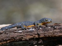 Ichthyosaura alpestris 36, Alpenwatersalamander, Saxifraga-Luuk Vermeer