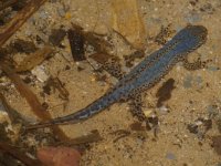 Ichthyosaura alpestris 4, Alpenwatersalamander, Saxifraga-Kees Marijnissen