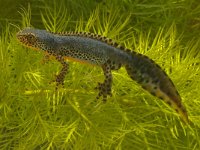 Ichthyosaura alpestris 5, Alpenwatersalamander, Saxifraga-Kees Marijnissen