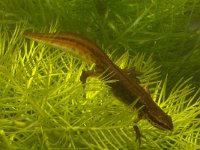 Lissotriton helveticus 11, Vinpootsalamander, Saxifraga-Kees Marijnissen