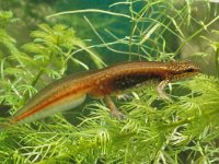 Lissotriton helveticus 4, male, Vinpootsalamander, Saxifraga-Kees Marijnissen