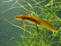 Lissotriton helveticus 7, male, Vinpootsalamander, Saxifraga-Kees Marijnissen