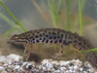 Lissotriton vulgaris 33, male, Kleine watersalamander, Saxifraga-Mark Zekhuis