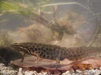 Lissotriton vulgaris 37, male, Kleine watersalamander, Saxifraga-Mark Zekhuis