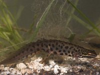 Lissotriton vulgaris 38, male, Kleine watersalamander, Saxifraga-Mark Zekhuis