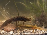 Lissotriton vulgaris 40, pair, Kleine watersalamander, Saxifraga-Mark Zekhuis