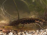 Lissotriton vulgaris 41, pair, Kleine watersalamander, Saxifraga-Mark Zekhuis