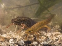 Lissotriton vulgaris 42, pair, Kleine watersalamander, Saxifraga-Mark Zekhuis