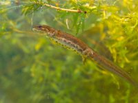 female newt lissotriton vulgaris swimming  newt submersed in water : Lissotriton, Netherlands, algae, amphibian, animal, aqua, aquarium, aquatic, bottom, canal, colorful, common, ditch, dutch, eft, fauna, female, freshwater, girl, gravel, grit, habitat, lizard, natural, nature, newt, pebbles, reptile, salamander, skink, spring, springtime, submerse, submersed, summer, triton, underwater, vulgaris, water, wildlife, woman, zoo