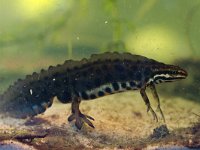 Lissotriton vulgaris 49, Kleine watersalamander, Saxifraga-Rudmer Zwerver