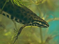 male newt lissotriton vulgaris submersed  newt submersed in water : Lissotriton, Lissotriton vulgaris, Netherlands, algae, amphibian, animal, aqua, aquarium, aquatic, bottom, boy, canal, colorful, common, ditch, dutch, eft, fauna, freshwater, gravel, grit, lissotri, lizard, male, man, natural, nature, newt, pebbles, reptile, salamander, skink, spring, springtime, submerse, submersed, summer, triton, underwater, vulgaris, water, wildlife, zoo