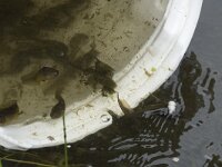 Pelobates fuscus 11, Knoflookpad, Saxifraga-Willem van Kruijsbergen