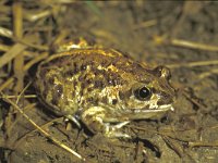 Pelobates fuscus 2, Knoflookpad, Saxifraga-Kees Marijnissen