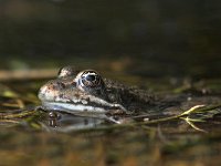 Pelophylax esculentus 11, Middelste groene kikker, Saxifraga-Luc Hoogenstein