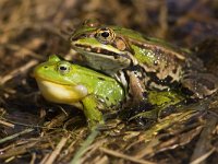 Pelophylax esculentus 32, Middelste groene kikker, Saxifraga-Mark Zekhuis