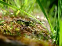 Pelophylax esculentus 34, Middelste groene kikker, Saxifraga-Rudmer Zwerver