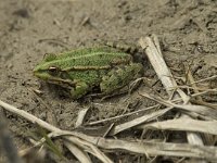 Pelophylax esculentus 35, Middelste groene kikker, Saxifraga-Willem van Kruijsbergen