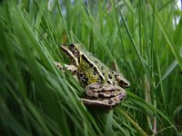 Pelophylax esculentus 37, Middelste groene kikker, Saxifraga-Rudmer Zwerver