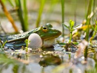 Pelophylax esculentus 48, Middelste groene kikker, Saxifraga-Rudmer Zwerver  Close up van een kwakend mannetje Middelste groene kikker of Bastaarkikker : Bastaardkikker, Pelophylax, Pelophylax esculentus, amfibie, amfibieen, biotoop, close up, dier, fauna, groen, groene, kikker, kwaak, kwakend, lente, middelste, natuur, natuurbeheer, natuurbeleid, natuurlijk, natuurlijke, omgeving, rana, roepend, sloot, voorjaar, voortplanten, voortplanting, waterkwaliteit, zomer, zon, zonlicht, zonnend