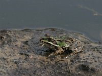 Pelophylax esculentus 13, Middelste groene kikker, Saxifraga-Luc Hoogenstein