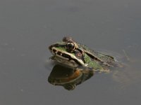 Pelophylax esculentus 14, Middelste groene kikker, Saxifraga-Luc Hoogenstein