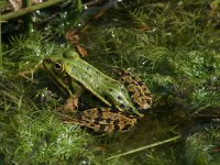 Pelophylax esculentus 16, Middelste groene kikker, Saxifraga-Mark Zekhuis