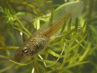 Pelophylax esculentus 18, larva, Middelste groene kikker, Saxifraga-Kees Marijnissen