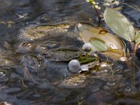 Pelophylax esculentus 20, Middelste groene kikker, Saxifraga-Jan Nijendijk