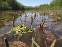 Pelophylax esculentus 21, Middelste groene kikker, Saxifraga-Rob Felix : Amphibia, Amphibian, Animalia, Anura, Chordata, Project Natuurbalans, amfibie, amfibieën, animal, dier, dieren, frogs and toads, gewervelde dieren, kikkers en padden, vertebraat, vertebrate