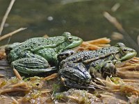 Bastaardkikker #45173 : Rana esculenta, Edible frog, Bastaardkikker of Middelste groene kikker