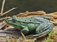 Bastaardkikker #45197 : Rana esculenta, Edible frog, Bastaardkikker of Middelste groene kikker