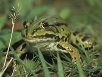 Pelophylax esculentus 3, Middelste groene kikker, Saxifraga-Kees Marijnissen